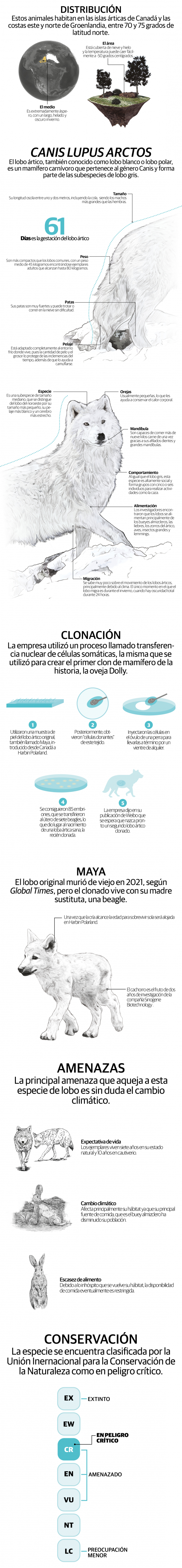 Maya, primer lobo ártico clonado en un esfuerzo de conservación histórico