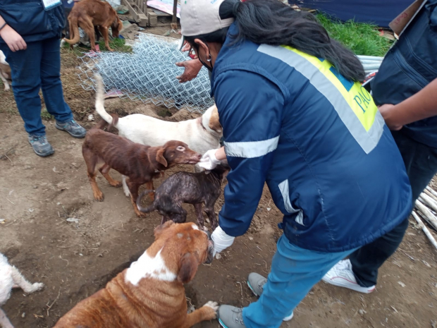 Autoridades brindaron auxilio a los canes
