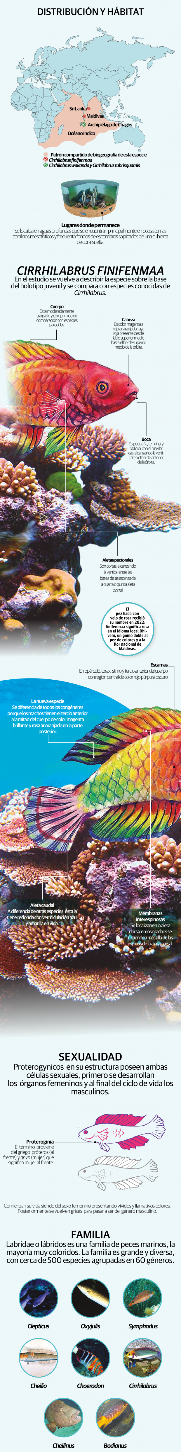 Descubren especie de pez arcoíris que nace hembra y envejece en macho