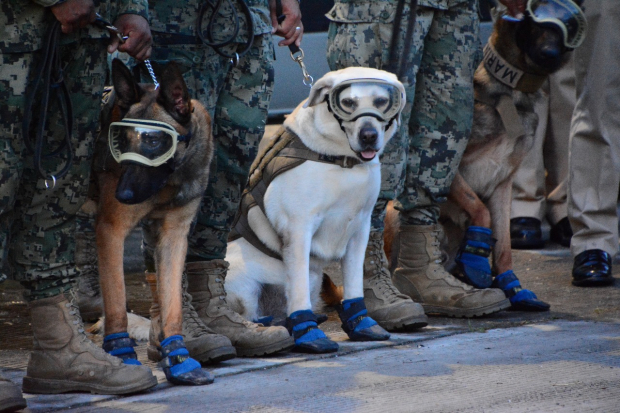 De acuerdo con la Marina, creó un fuerte vínculo social con los manejadores caninos a su cargo, a los pocos meses de edad.