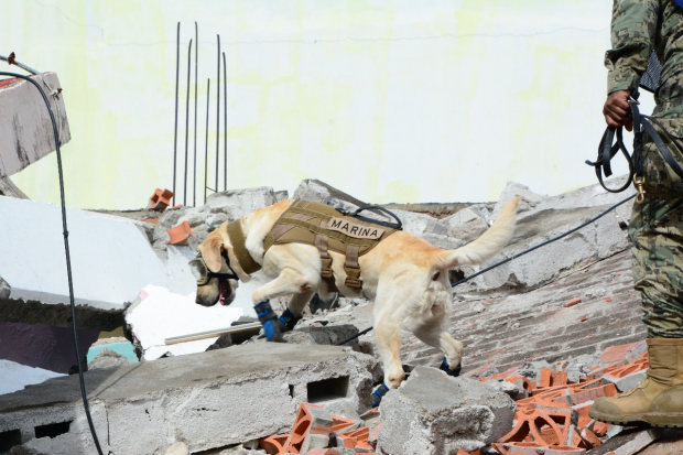 La perrita se ganó el cariño de los mexicanos por su labor durante los trabajos de búsqueda y rescate en el sismo de del 19 de septiembre de 2017.