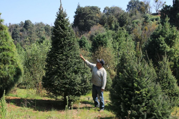 Los árboles navideños tienen un tamaño mínimo de 1.5 metros y los precios fluctúan entre 900 y 3 mil pesos dependiendo de sus dimensiones