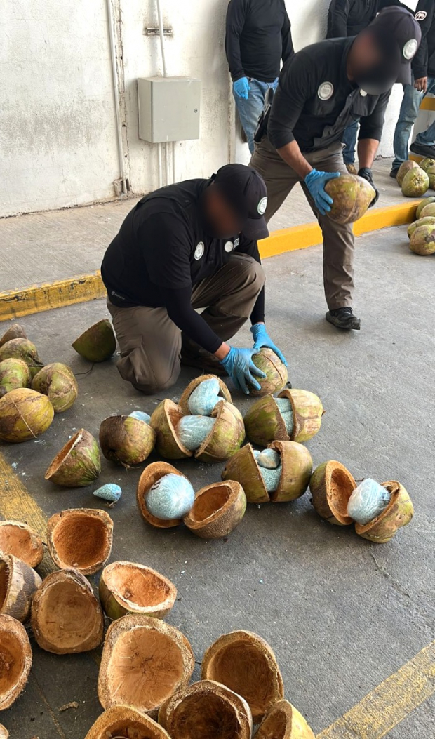 El aseguramiento de los 300 kilos de presunto fentanilo se logró cuando estos eran transportados en una carretera en el norte del país, escondidos al interior de cocos.