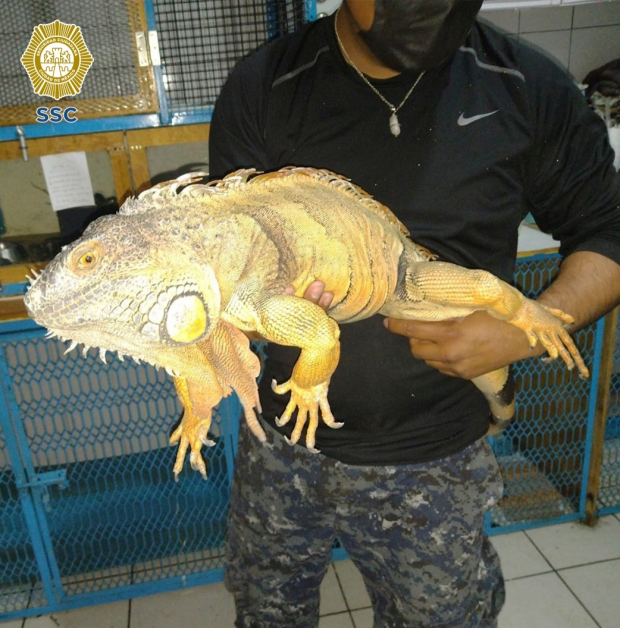 Fotografía de la iguana rescatada en la Miguel Hidalgo; medía más de un metro de largo.