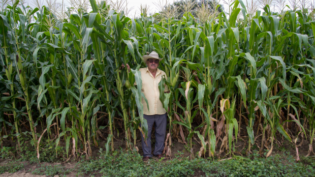 Fertilizante gratuito permitió mayor volumen de cultivo de maíz en Guerrero.