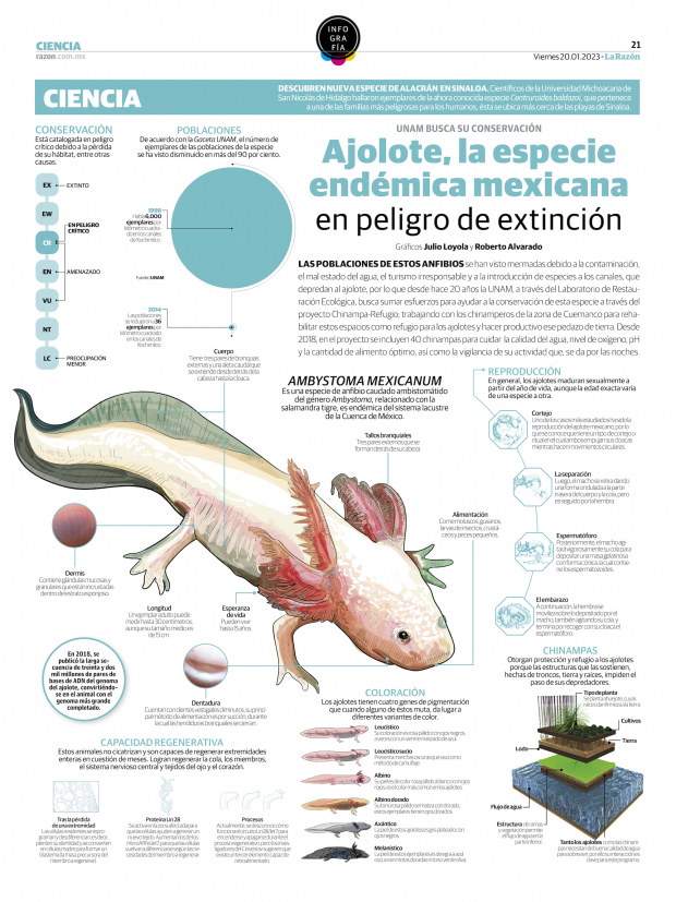 Ajolote, la especie endémica mexicana en peligro de extinción
