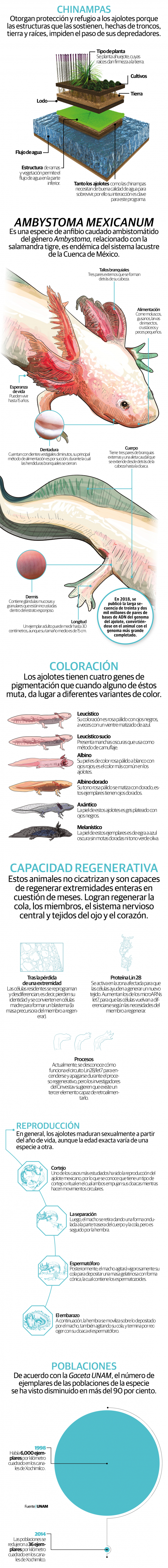 Ajolote, la especie endémica mexicana en peligro de extinción