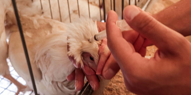La Secretaría de Agricultura y Desarrollo Rural constató que el virus de influenza aviar de alta patogenicidad AH5N1 ya no circula en la región.