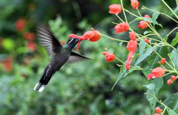 Un colibrí se alimenta de una flor, en una foto de archivo.