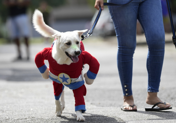 Un perro disfrazado del Capitán América camina con una correa en el desfile de perros "Blocao" del Carnaval de Río de Janeiro