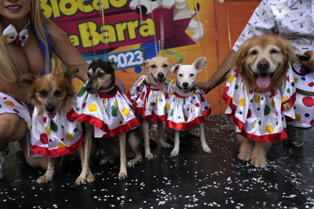 Propietarios y sus perros disfrazados como payasos durante el desfile "Blocao" del Carnaval de Río de Janeiro, Brasil)