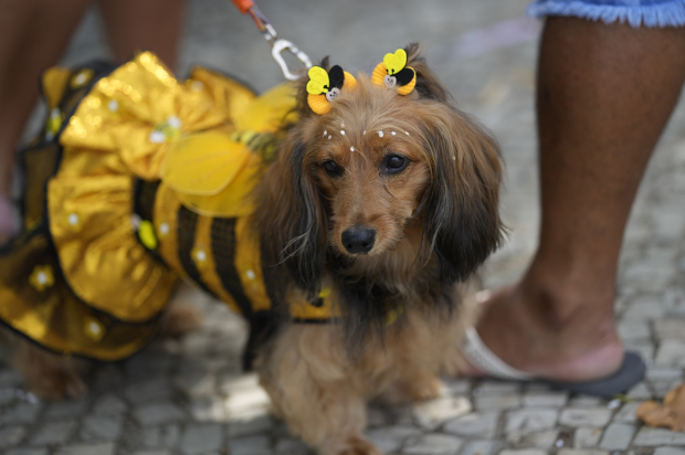 Un perro disfrazado de abeja durante el desfile "Blocao"