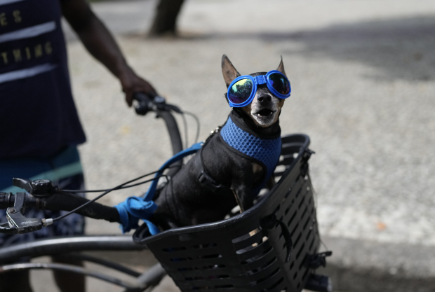 Un perro en una bicicleta durante el desfile del "Blocao"