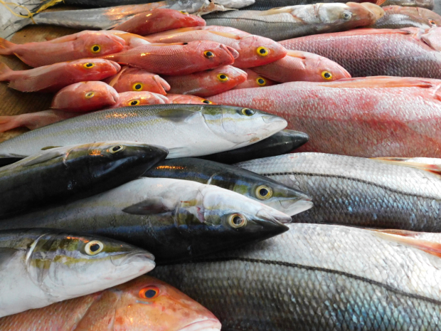 Dependiendo la región y el lugar, el pescado puede variar de precio.