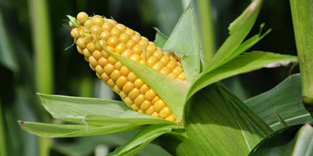 "No vamos a permitir que se utilice el maíz transgénico para la alimentación del pueblo de México, primero la salud", dijo el presidente.