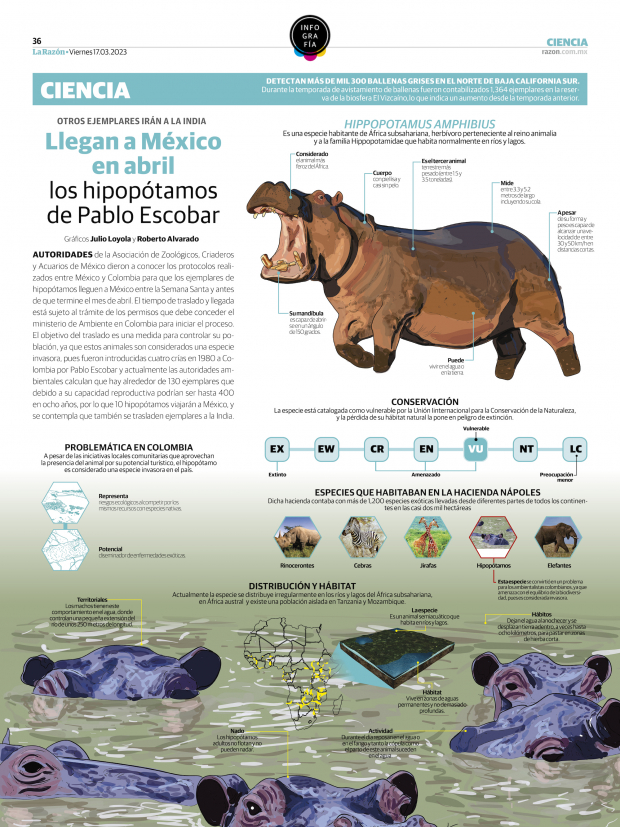 Llegan a México en abril los hipopótamos de Pablo Escobar