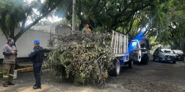 “En la alcaldía vamos a continuar con los esfuerzos de reforestación a raíz de los incidentes de árboles caídos que se han presentado en esta temporada de ventarrones", dijo el alcalde de Coyoacán.