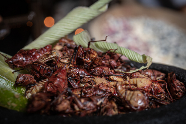 Algunos de los insectos que se utilizan en la cocina pehispánica son chapulines y escamoles