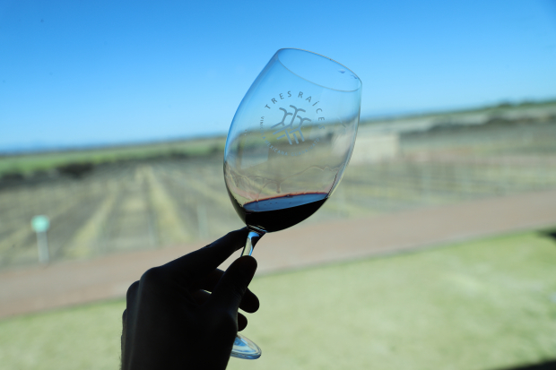 Este estado es uno de los destinos en donde inició la historia vinícola  en América.