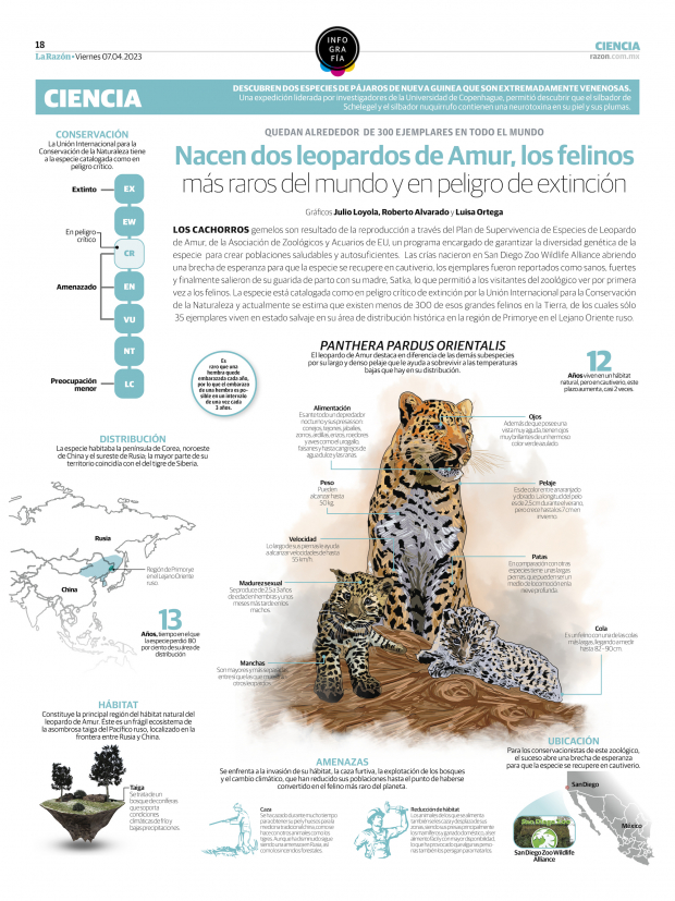 Leopardos de Amur