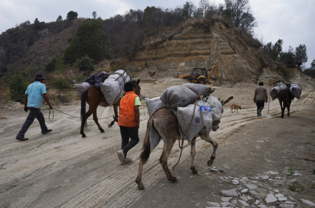 Agricultores movieron sus mulas de la zona del volcán, ayer.