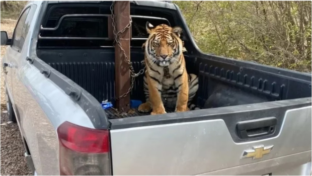 Tras un operativo coordinado entre la Guardia Nacional y el Ejército, en abril pasado, sujetos armados abandonaron camionetas con armas y un tigre de bengala en Culiacán, Sinaloa.