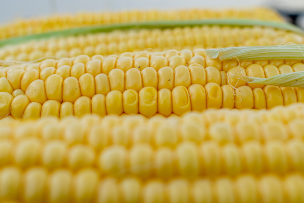 ICC coincide en falta de evidencia científica para prohibir maíz transgénico.