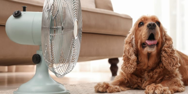 Los perritos deben mantenerse frescos en estas épocas de calor.