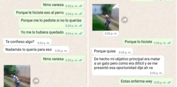 La estudiante pretendía realizar el maltrato con un gato, de acuerdo a una conversación difundida en redes sociales por quien le dio en adopción a Huellitas.