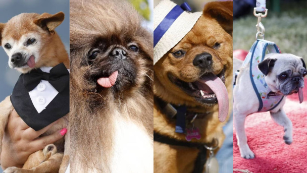 Participaron 8 perritos más en el Concurso al Perro Más Feo del Mundo 2023.