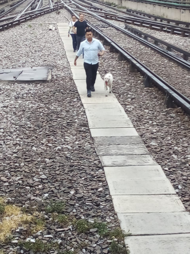 Metro CDMX: Cortan corriente en Línea 3 para rescatar a un perrito en las vías