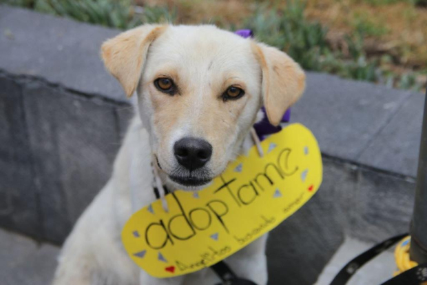 El evento continuará el 2 de julio; hoy un perrito fue adoptado.