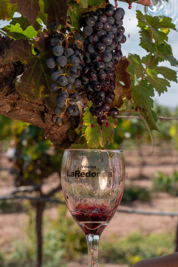 Actualmente Viñedos La Redonda tiene más de 40 vinos distintos, entre tintos, blancos, rosados y espumosos.