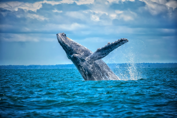 Las ballenas son las visitantes más famosas en Loreto.