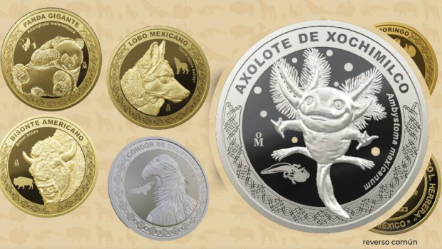 Habrá un nuevo lanzamiento de monedas del ajolote y el resto de los animales para celebrar el aniversario 100 del Zoológico de Chapultepec.