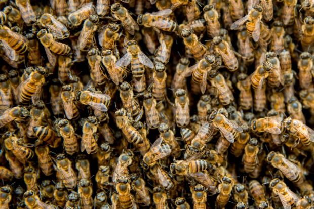 Desde los Países Bajos a México: un traspaso histórico en la presidencia de Promote Pollinators.