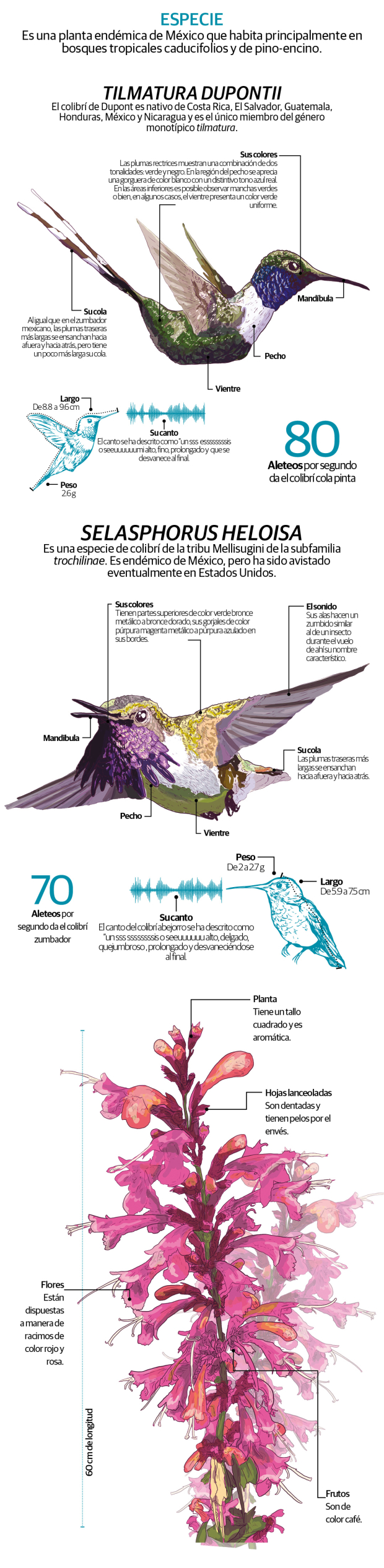 Avistan dos especies distintas de colibríes en el Centro de Cultura Ambiental Chapultepec