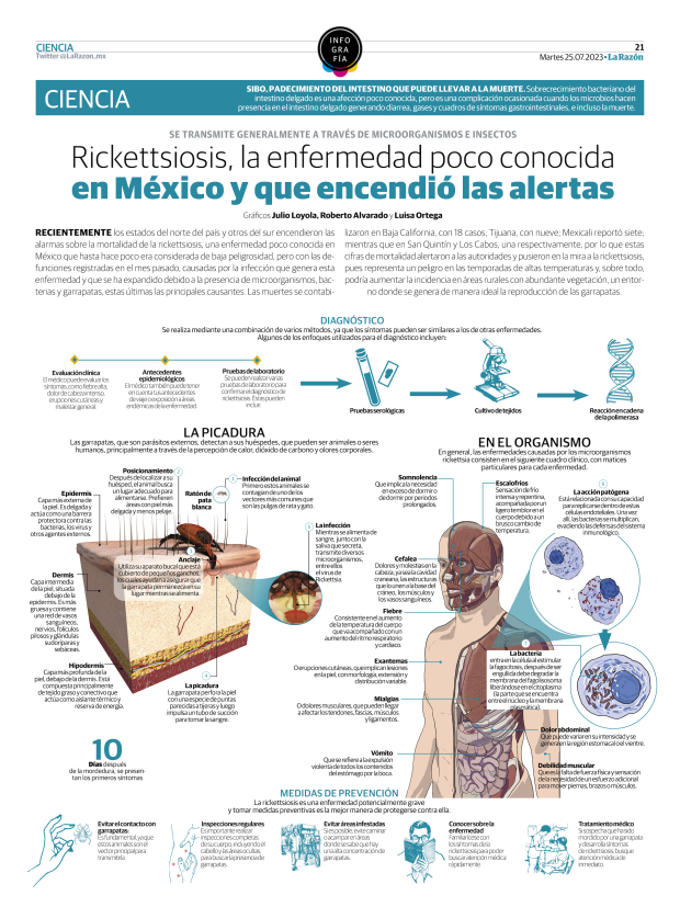 Rickettsiosis, la enfermedad poco conocida en México y que encendió las alertas