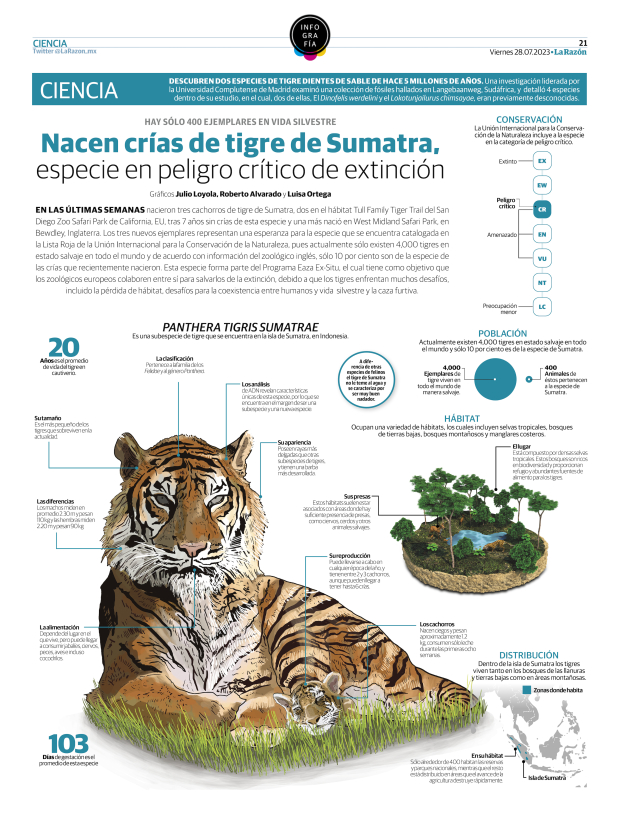 Nacen crías de tigre de Sumatra, especie en peligro crítico de extinción