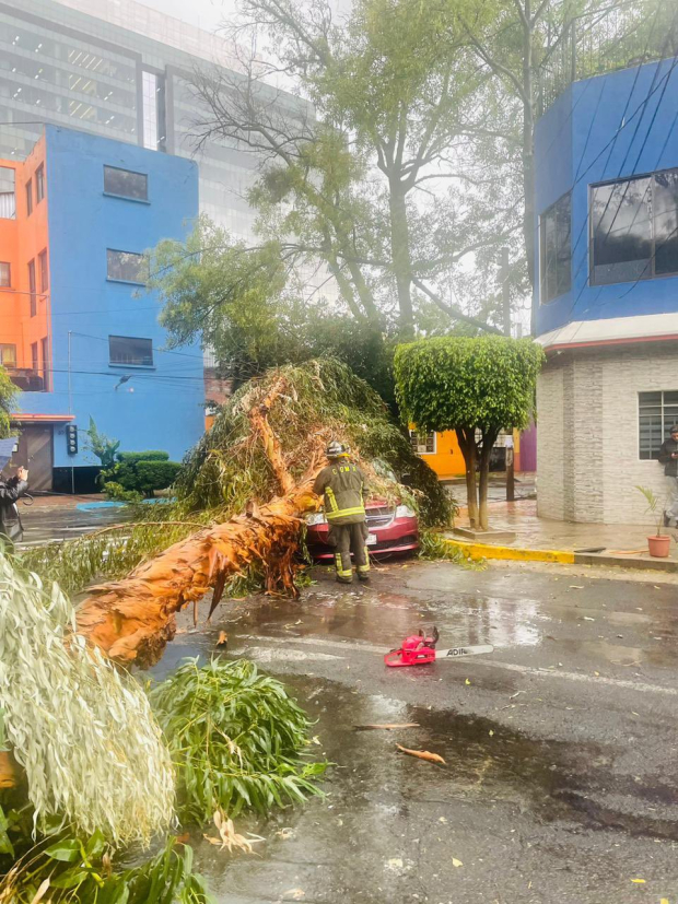 Bomberos atendieron la caída de un árbol en calle Golfo de California, colonia Tacuba, en 
@AlcaldiaMHmx, un vehículo resultó dañado, no hubo lesionados