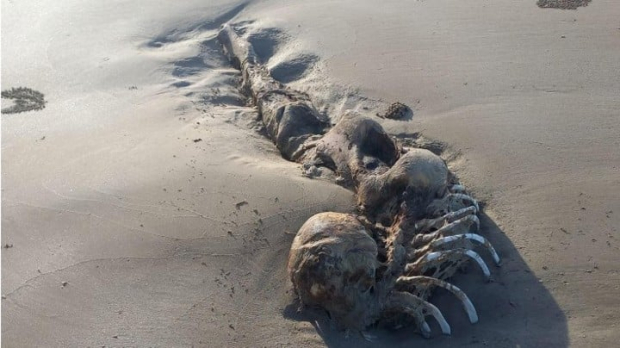 Los restos de la criatura aparecieron en la playa de Long Beach en Keppel Sands, a 40 km de Rockhampton, Australia