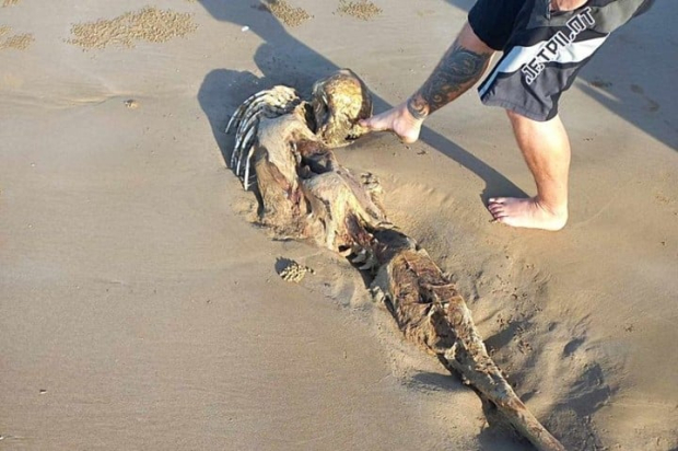 Otro aspecto del supuesto cadáver de una sirena en la playa