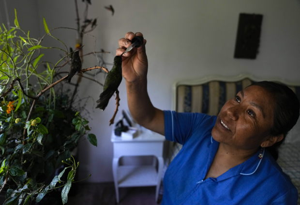 Cecilia Santos usa un gotero para alimentar a un colibrí en la casa de Catia Lattouf, quien convirtió su apartamento en una clínica improvisada para estos pequeños pájaros en la Ciudad de México