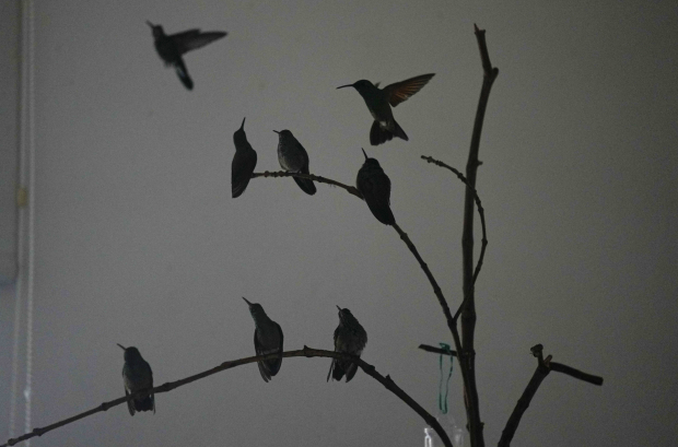 Un grupo de colibríes se posan en las ramas en la casa de Catia Lattouf, quien convirtió su apartamento en una clínica improvisada para estos pequeños pájaros en la Ciudad de México