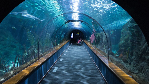 El acuario también será el más grande de toda Latinoamérica.