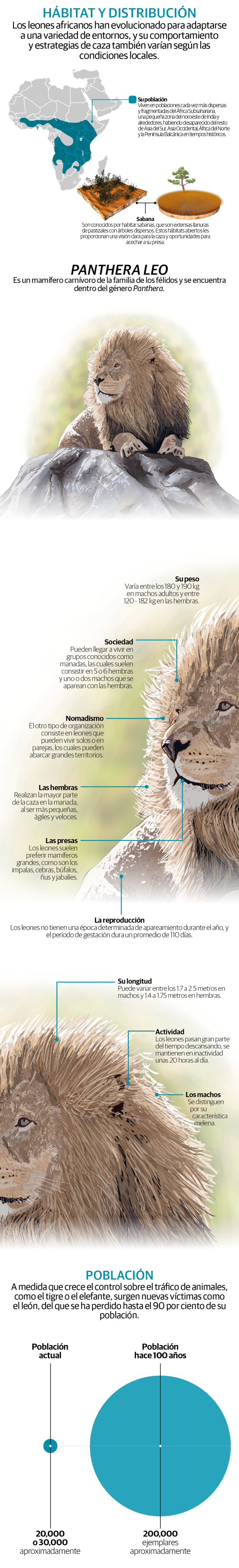 El león africano agoniza: en último siglo perdió 90% de su población