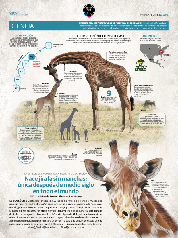 Nace jirafa sin manchas; única después de medio siglo en todo el mundo