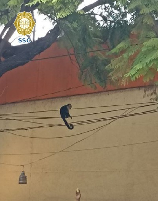 Mono capuchino deambulaba en la Venustiano Carranza