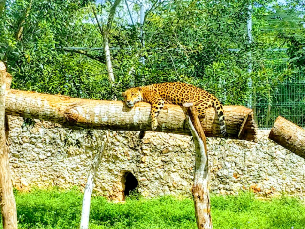 Visita el zoológico Vallazoo, en Valladolid.