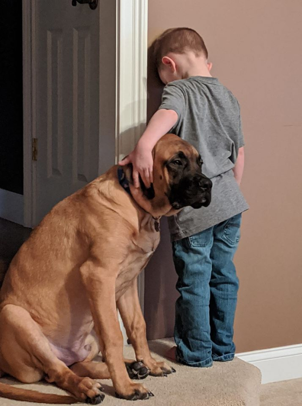 Un perro se une a un niño pequeño castigado contra la pared. Dash vio que el niño de 3 años estaba en esa situación pero ¡inmediatamente fue a su lado para animarlo!